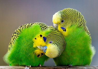 Two Budgies Cuddling
