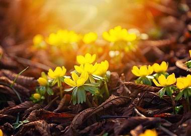 Yellow Flowers in Sunlight
