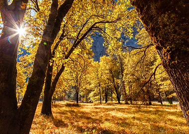 Golden Autumn Forest