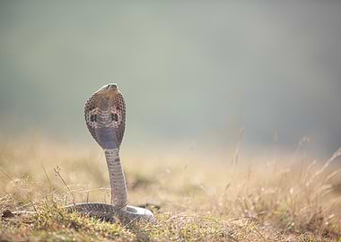 Cobra in Grass