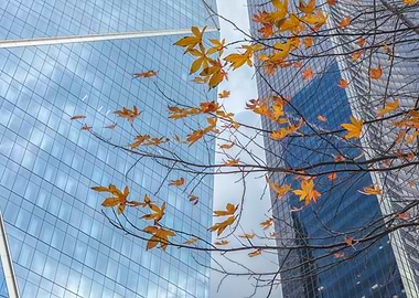 Autumn Leaves and Skyscrapers