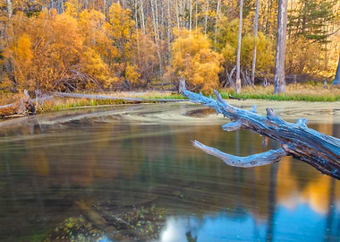 Fallen Tree in Autumn River