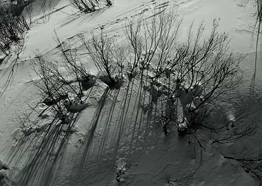 Winter Trees and Shadows