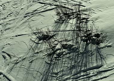 Winter Branches in Snow