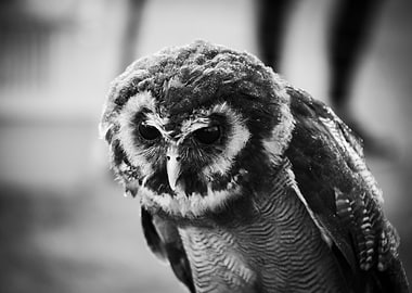 Black and White Owl Portrait