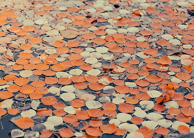 Autumn Leaves on Water