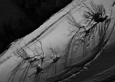 Winter Trees in Snow