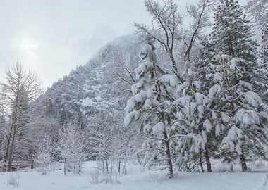 Snowy Forest Landscape