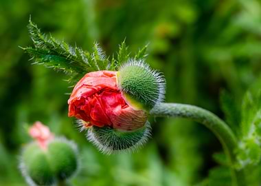 Poppy Bud Close-Up