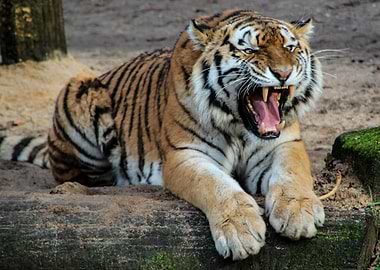 Roaring Tiger