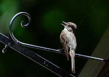 Flycatcher on a Lamppost