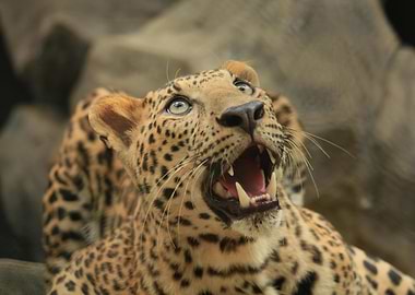 Leopard Roaring