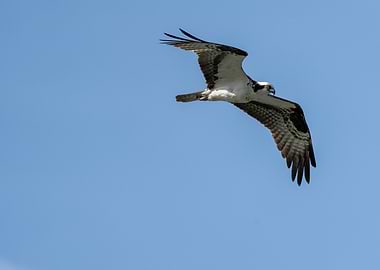 Osprey in Flight