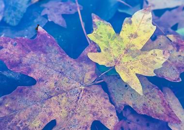 Autumn Leaves Close-Up