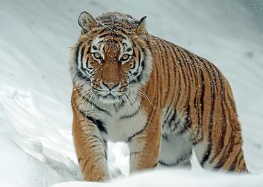 Tiger in Snow
