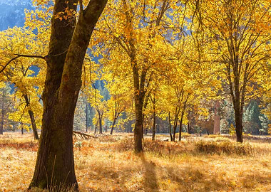 Golden Autumn Forest