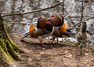 Mandarin Ducks by the Water