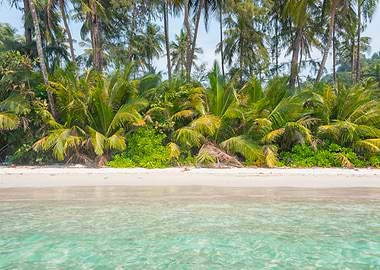 Tropical Beach Paradise