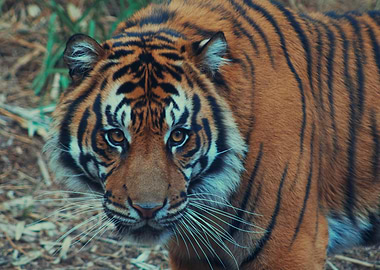 Tiger Close-Up