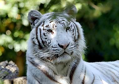 White Tiger Portrait