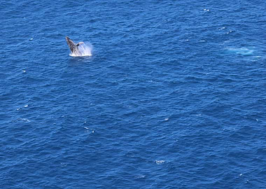 Humpback Whale Breaching