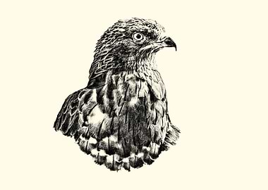 Honey Buzzard Pencil Drawing