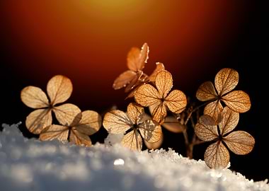 Dried Flowers in Snow