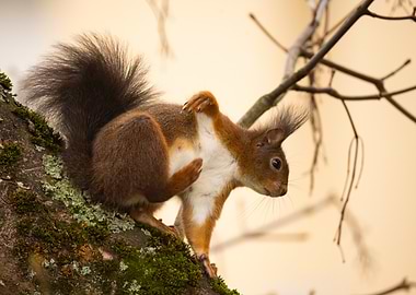 Red Squirrel on Branch