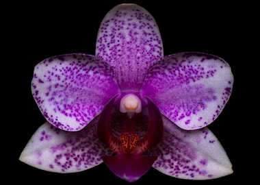 Purple Orchid