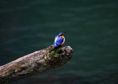 Kingfisher