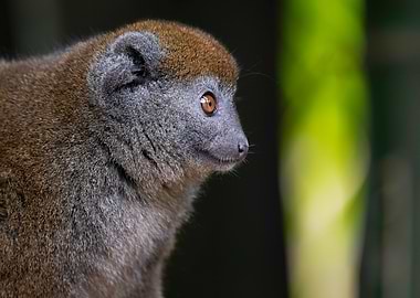 Grey Lemur