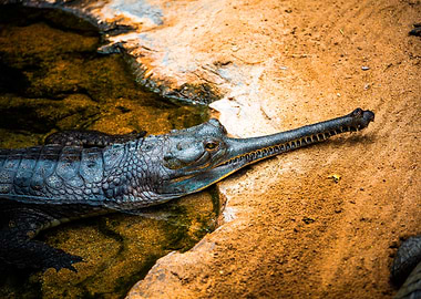Gharial Crocodile Close-up