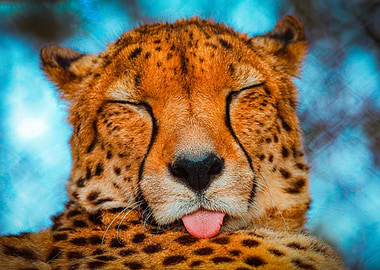 Cheetah Close-Up