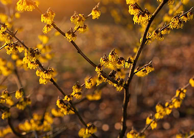 Yellow Witch Hazel Blooms