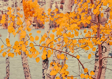 Autumn Leaves by the Lake
