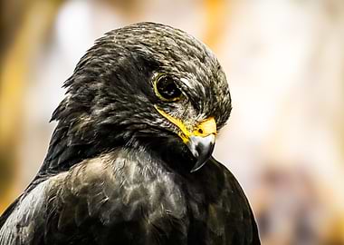 Close-up of a hawk