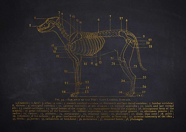 Dog Skeleton Diagram