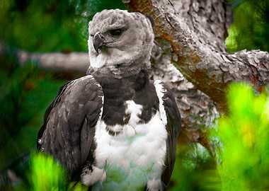 Harpy Eagle in Forest