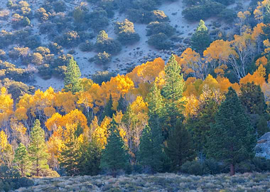 Autumn Forest Landscape