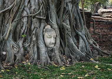 Buddha Head in Tree Roots