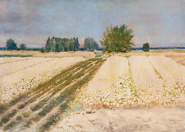 Field of White Flowers