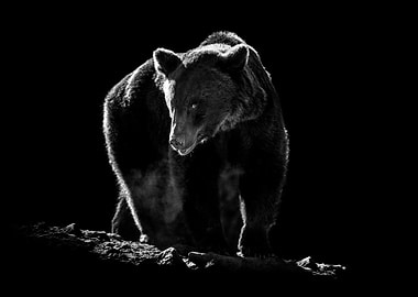 Black and White Bear