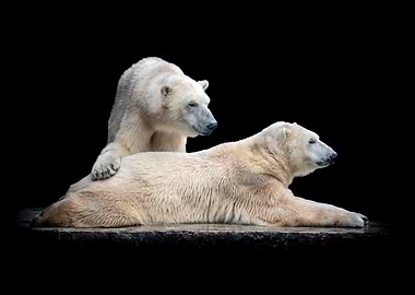 Two polar bears