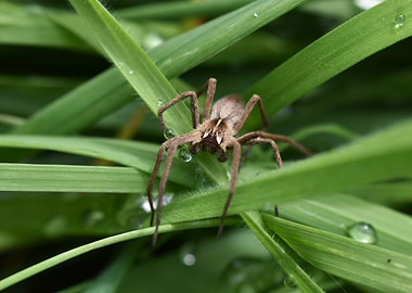 Spider on Grass Blade