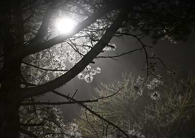 Silhouetted Trees in Fog