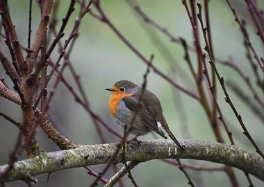 Robin on Branch