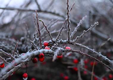 Frosted Berries