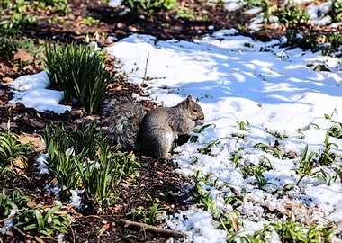 Squirrel in Snowy Park