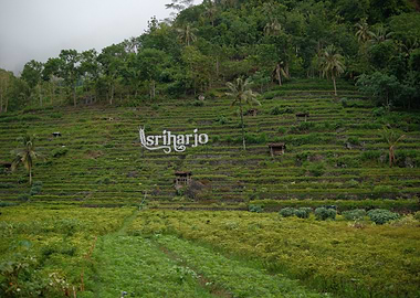 Green Terraced Rice Fields