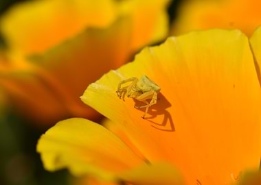 Crab Spider on Flower